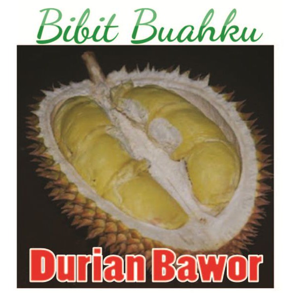 Detail Buah Durian Bawor Nomer 26