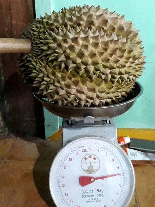 Detail Buah Durian Bawor Nomer 36