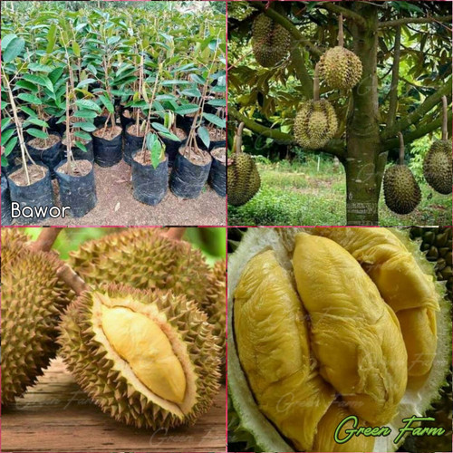Detail Buah Durian Bawor Nomer 40