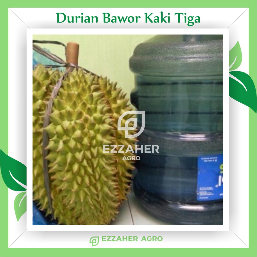 Detail Buah Durian Bawor Nomer 45