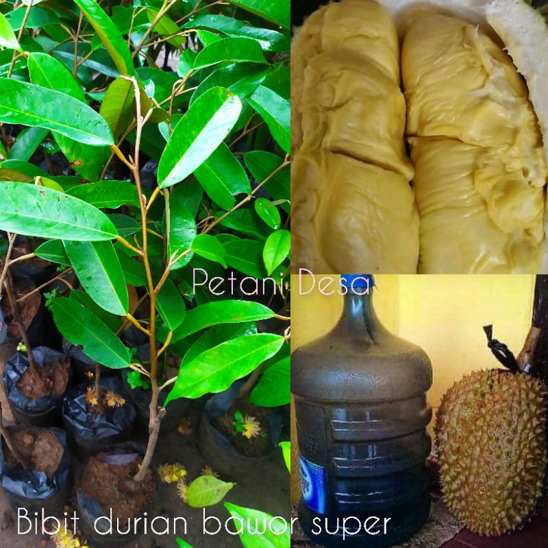 Detail Buah Durian Bawor Nomer 46