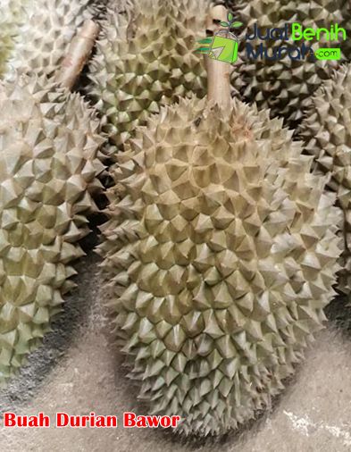 Detail Buah Durian Bawor Nomer 6