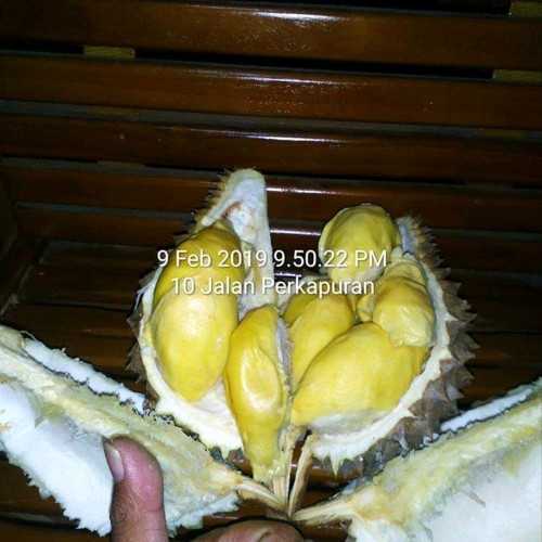 Detail Buah Durian Bawor Nomer 55