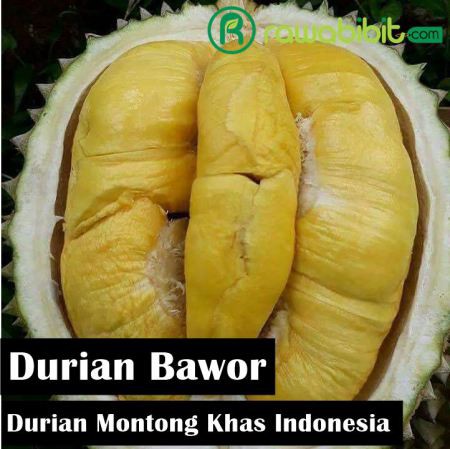 Detail Buah Durian Bawor Nomer 56