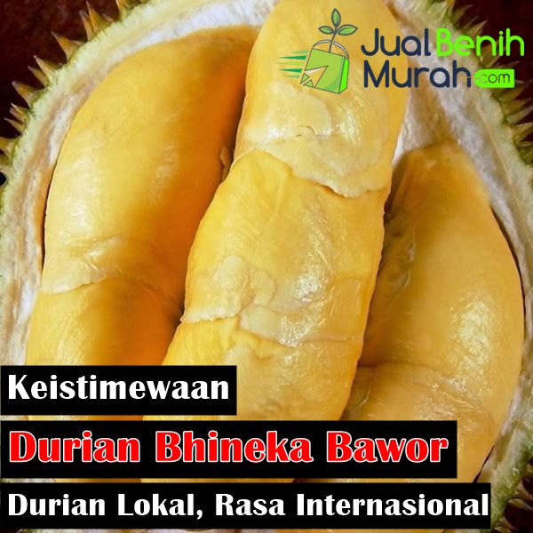 Detail Buah Durian Bawor Nomer 7