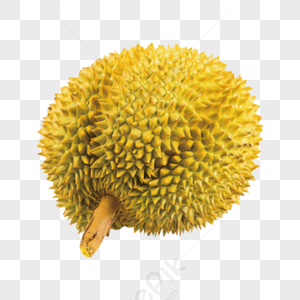 Detail Buah Durian Kartun Nomer 54