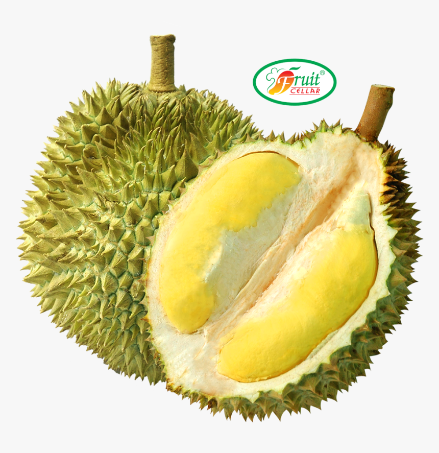 Detail Buah Durian Png Nomer 2