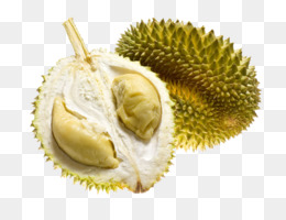 Detail Buah Durian Png Nomer 14