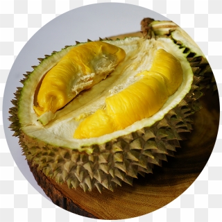 Detail Buah Durian Png Nomer 30
