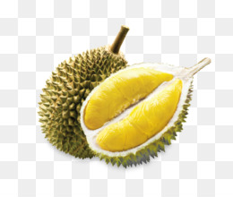 Detail Buah Durian Png Nomer 7