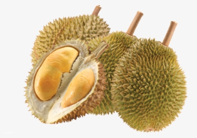 Detail Buah Durian Png Nomer 10