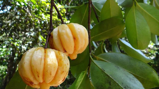 Buah Garcinia Cambogia - KibrisPDR