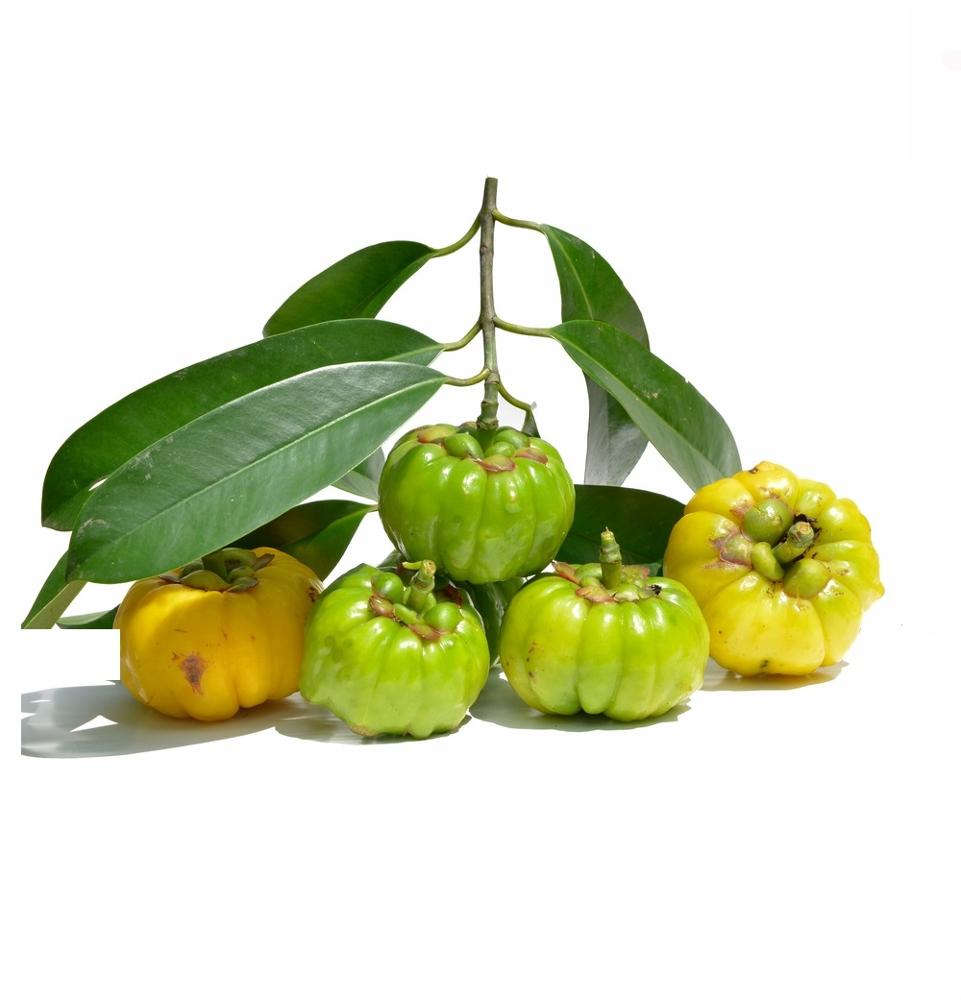 Detail Buah Garcinia Cambogia Nomer 11