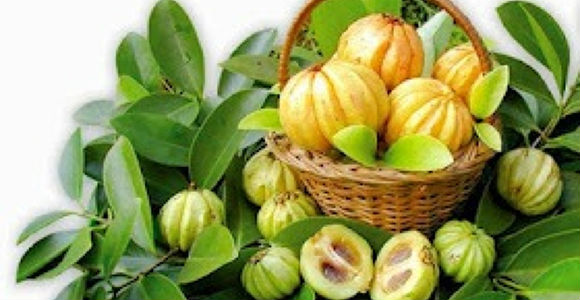 Detail Buah Garcinia Cambogia Nomer 12