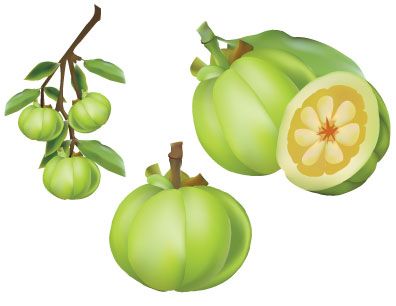 Detail Buah Garcinia Cambogia Nomer 40