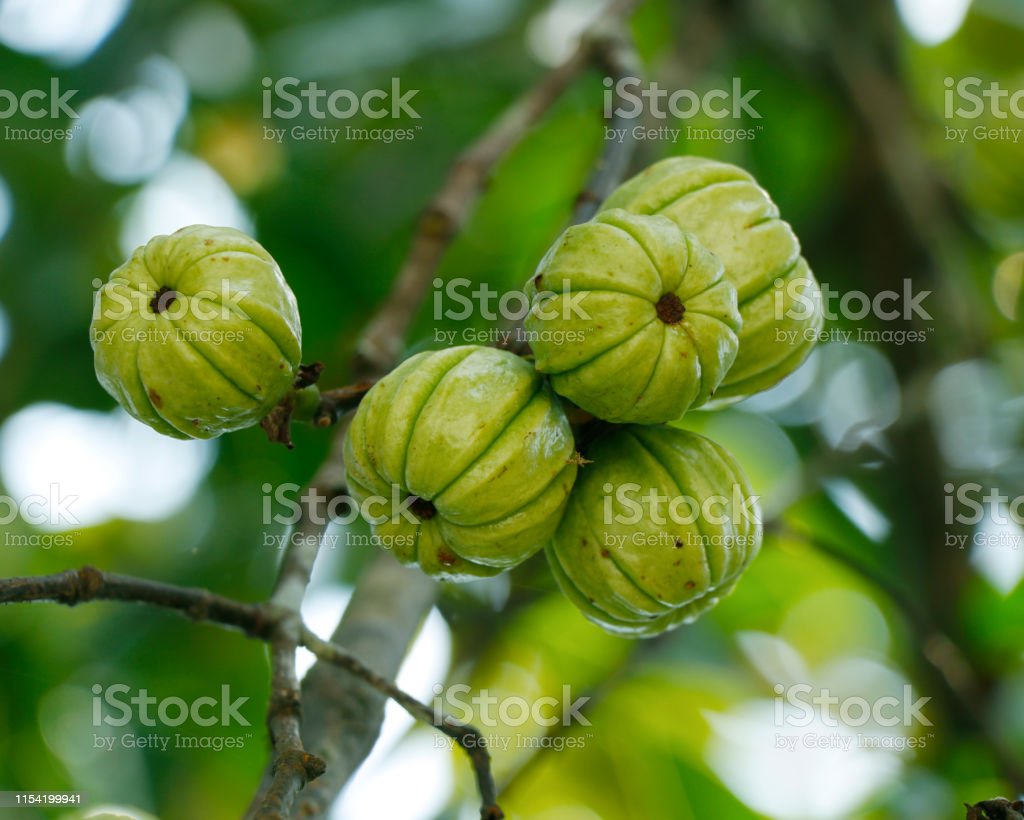 Detail Buah Garcinia Cambogia Nomer 42