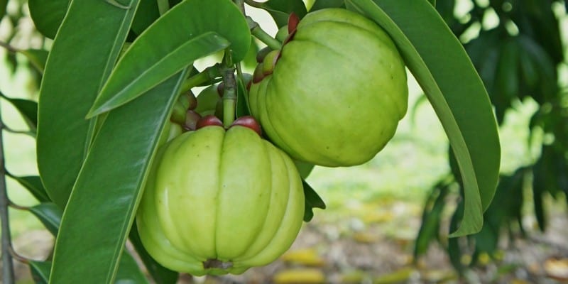 Detail Buah Garcinia Cambogia Nomer 10