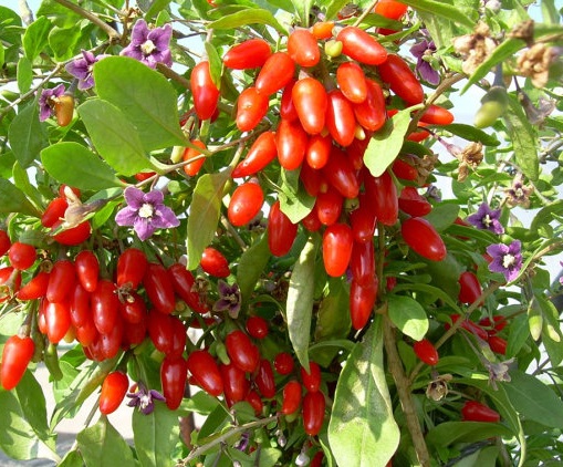 Buah Goji Berry Di Indonesia - KibrisPDR