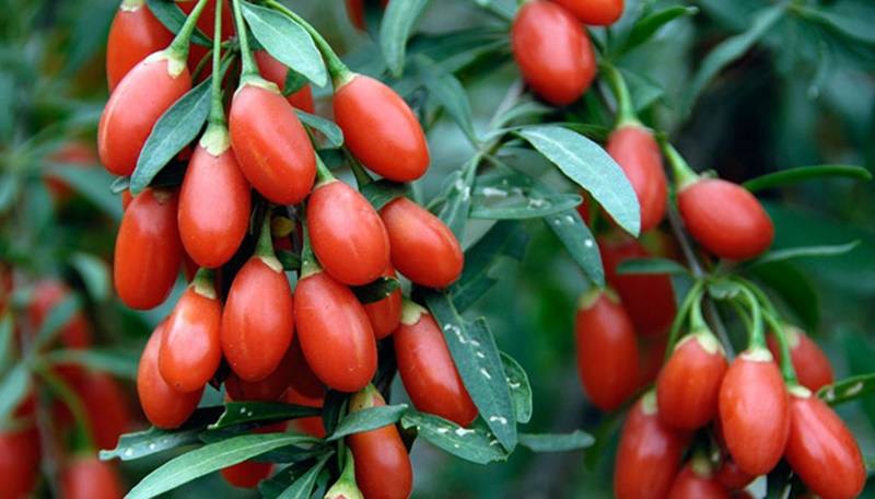 Detail Buah Goji Berry Di Indonesia Nomer 2