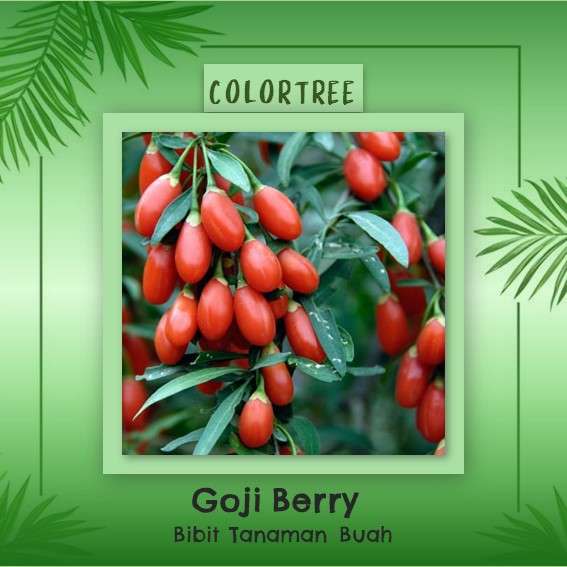 Detail Buah Goji Berry Di Indonesia Nomer 18