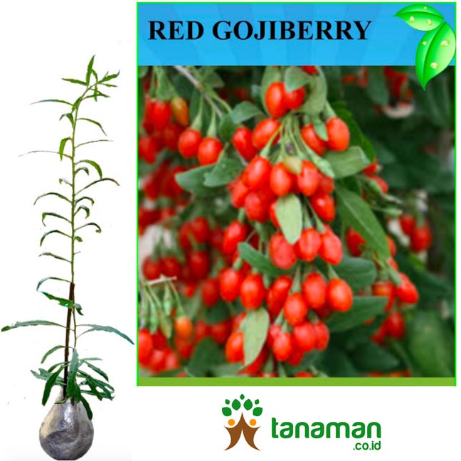 Detail Buah Goji Berry Di Indonesia Nomer 25