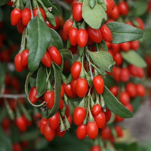 Detail Buah Goji Berry Di Indonesia Nomer 4