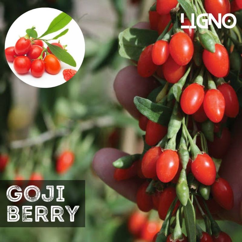 Detail Buah Goji Berry Di Indonesia Nomer 49