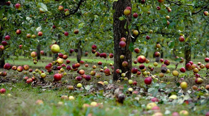 Detail Buah Jatuh Dari Pohon Nomer 4