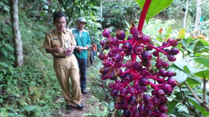 Detail Buah Kecil Warna Ungu Nomer 21