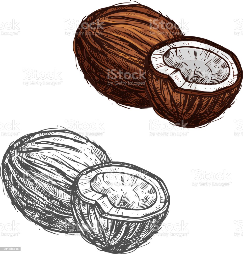 Detail Buah Kelapa Vector Nomer 13