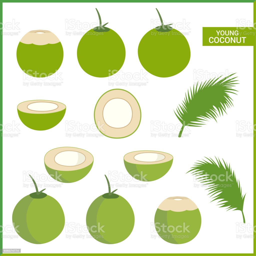 Detail Buah Kelapa Vector Nomer 40