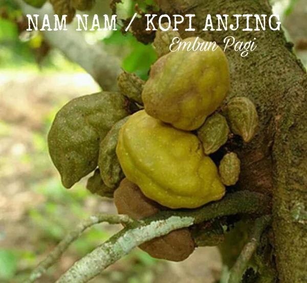 Detail Buah Kopi Anjing Nomer 21