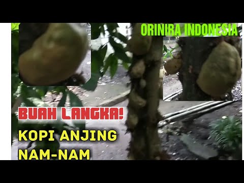 Detail Buah Kopi Anjing Nomer 33