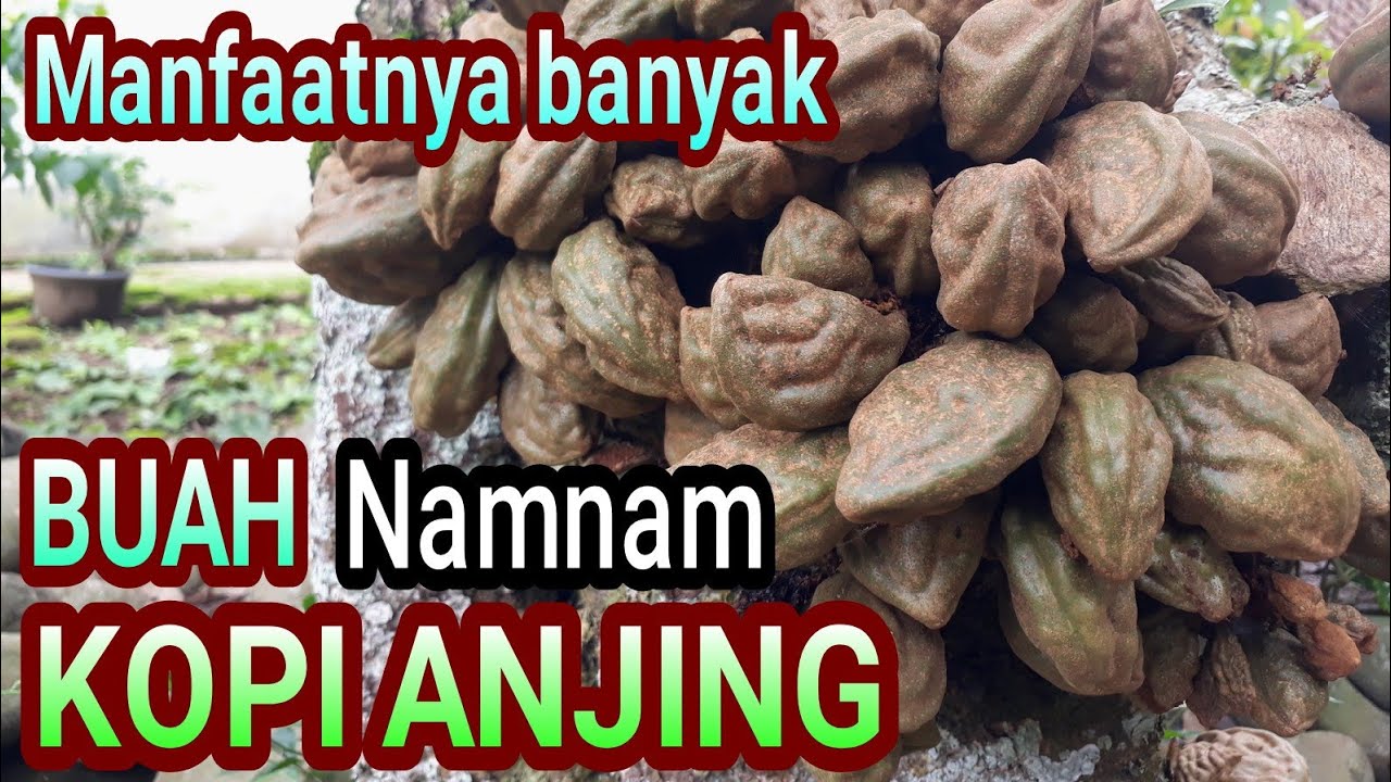 Detail Buah Kopi Anjing Nomer 38