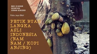 Detail Buah Kopi Anjing Nomer 40