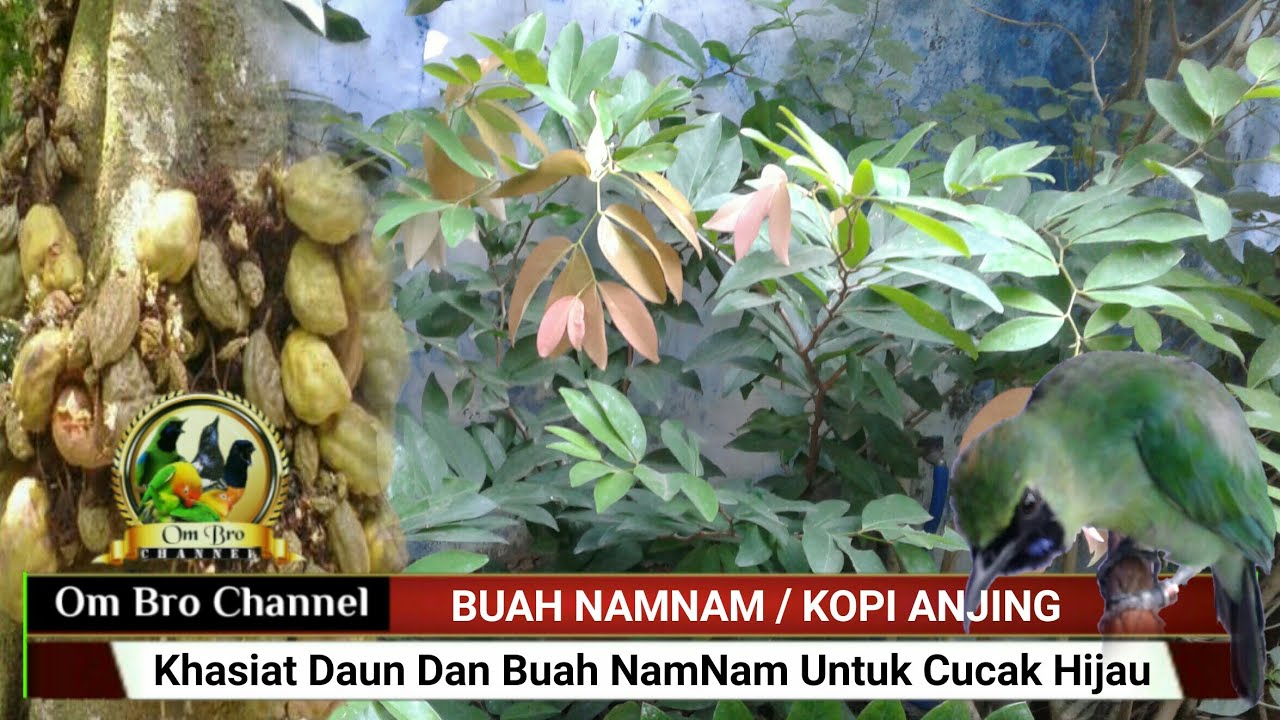 Detail Buah Kopi Anjing Nomer 43