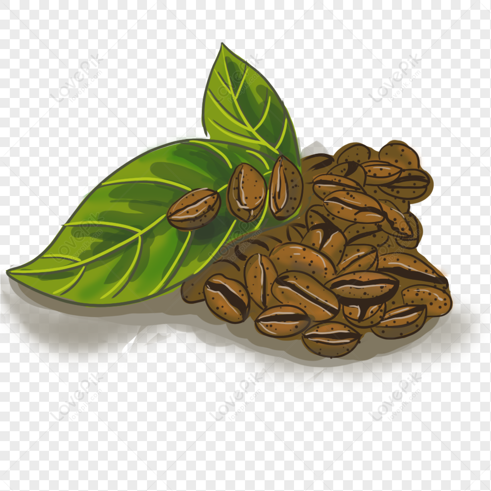 Detail Buah Kopi Png Nomer 5