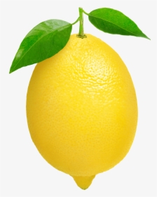 Detail Buah Lemon Png Nomer 7