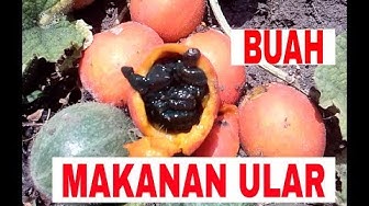 Detail Buah Makanan Ular Nomer 22