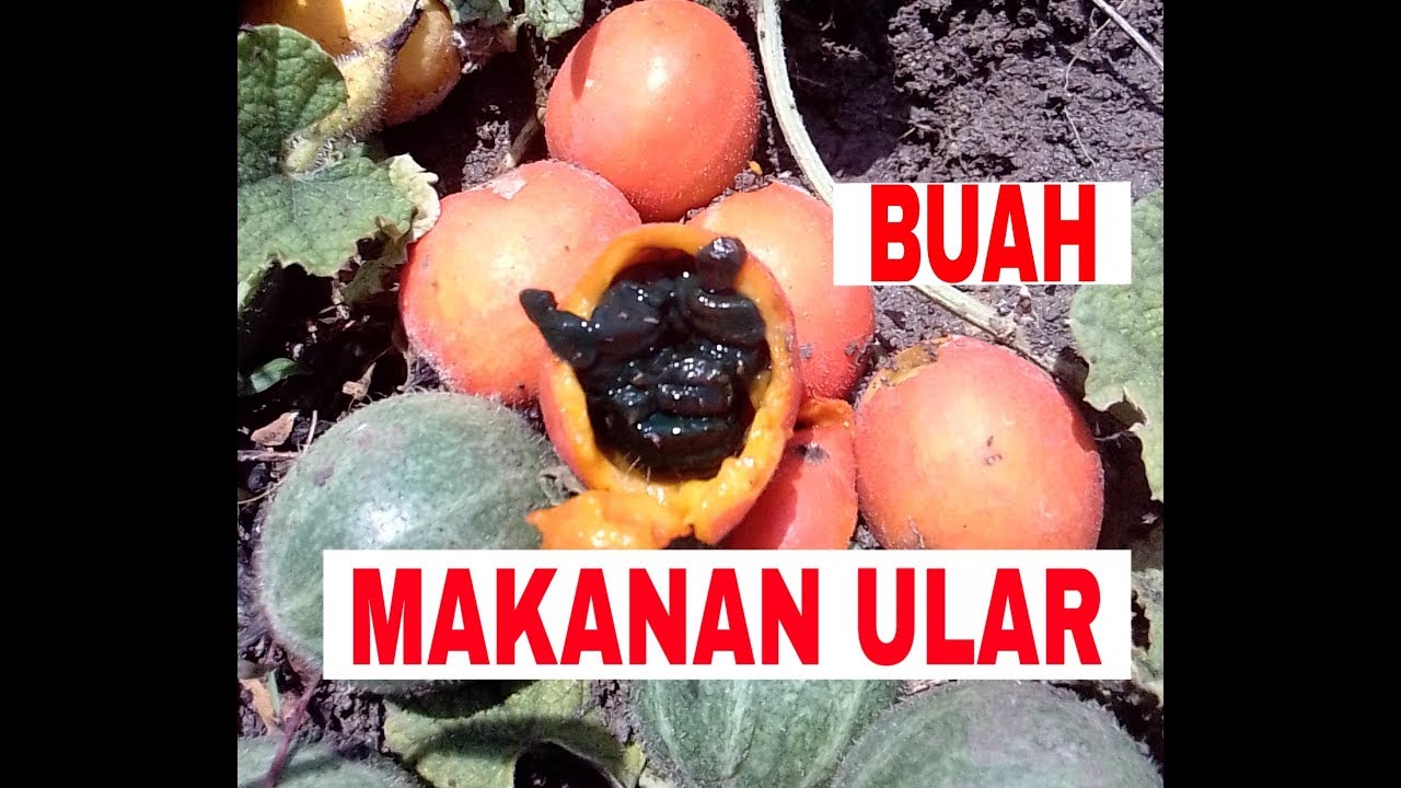 Detail Buah Makanan Ular Nomer 8