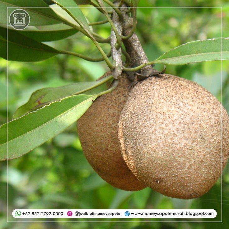 Detail Buah Mamey Sapote Nomer 12