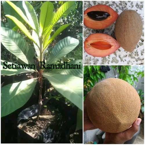 Detail Buah Mamey Sapote Nomer 14