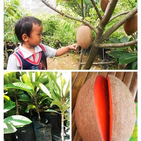 Detail Buah Mamey Sapote Nomer 19