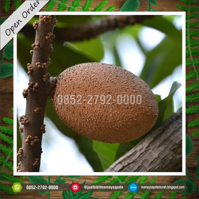 Detail Buah Mamey Sapote Nomer 21