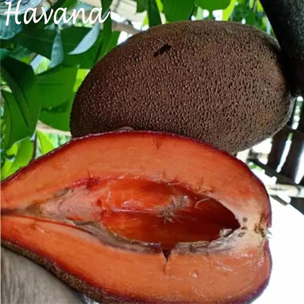 Detail Buah Mamey Sapote Nomer 22