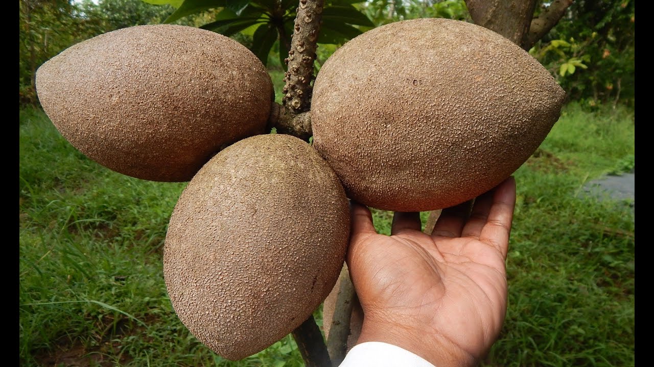 Detail Buah Mamey Sapote Nomer 23