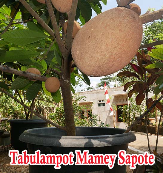 Detail Buah Mamey Sapote Nomer 25