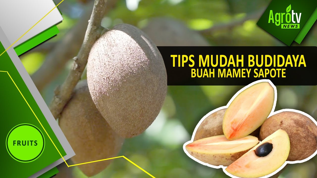 Detail Buah Mamey Sapote Nomer 27