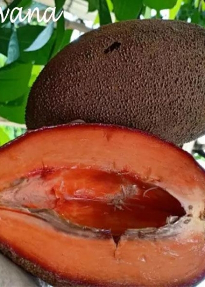 Detail Buah Mamey Sapote Nomer 31