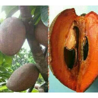 Detail Buah Mamey Sapote Nomer 32